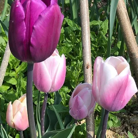 Apartment Borretta *